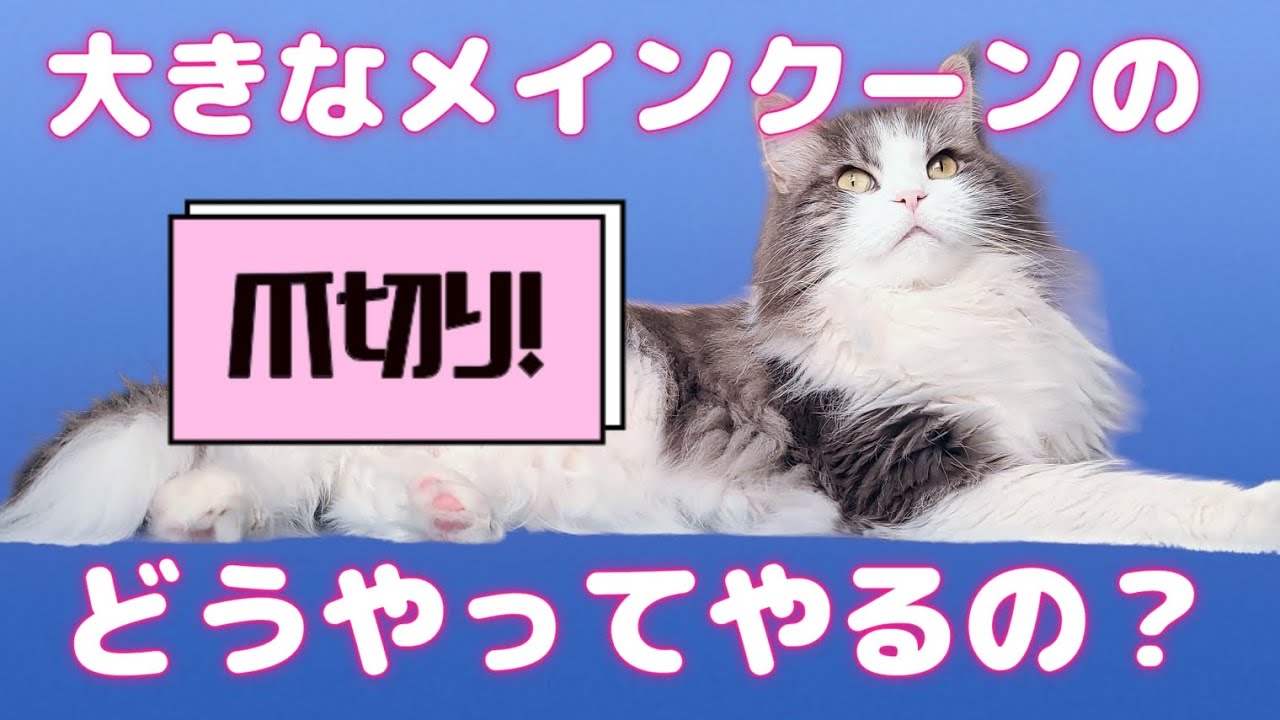 おっきな猫の爪切り上手に出来るかな❗❓#cat#メインクーン