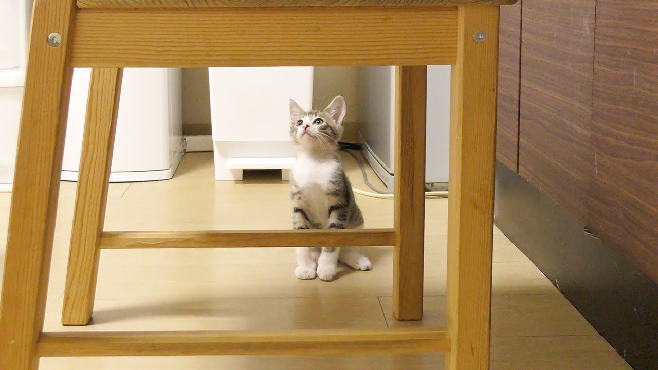 高い所に登れない子猫の練習風景が可愛すぎる