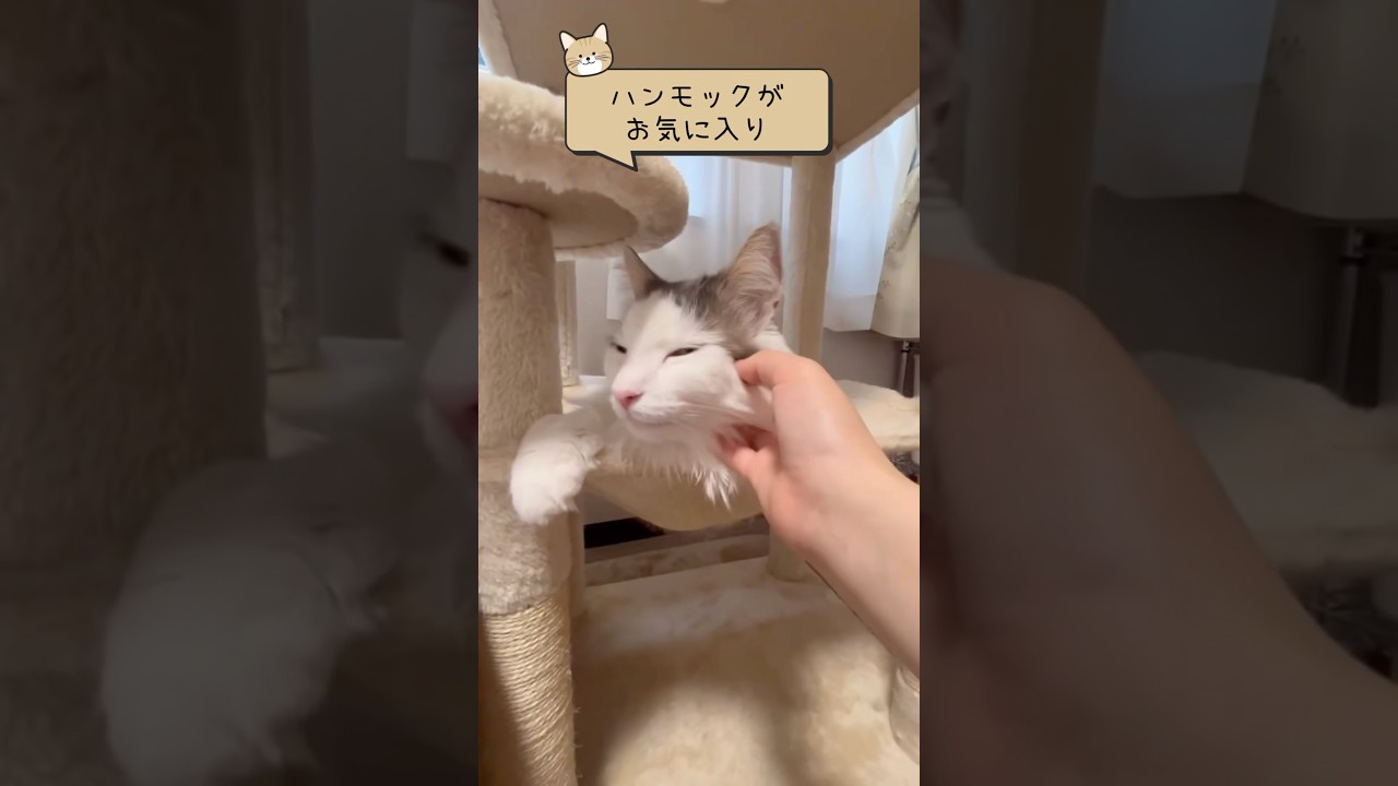 ハンモック大好きな大型猫 #shorts  #ノルウェージャンフォレストキャット #cat