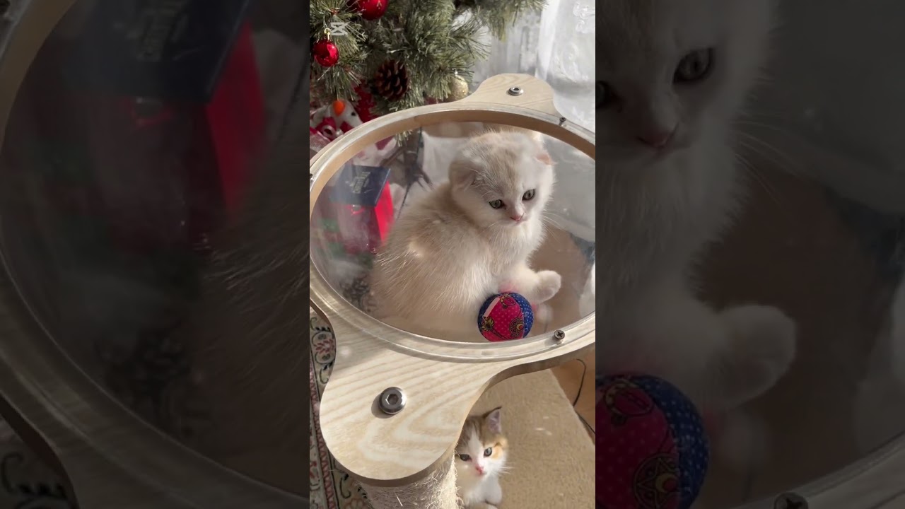 スコティッシュフォールド 賢いイケメン