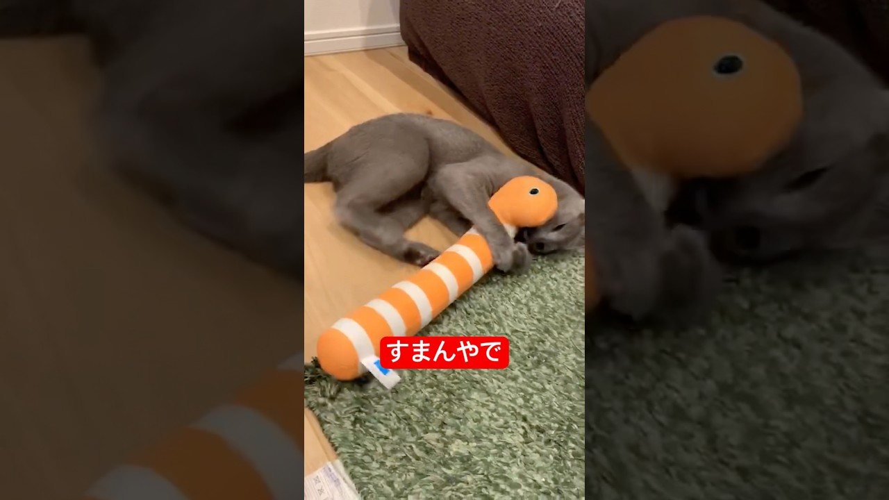 こいつ…鳴くのか？猫#ロシアンブルー #猫