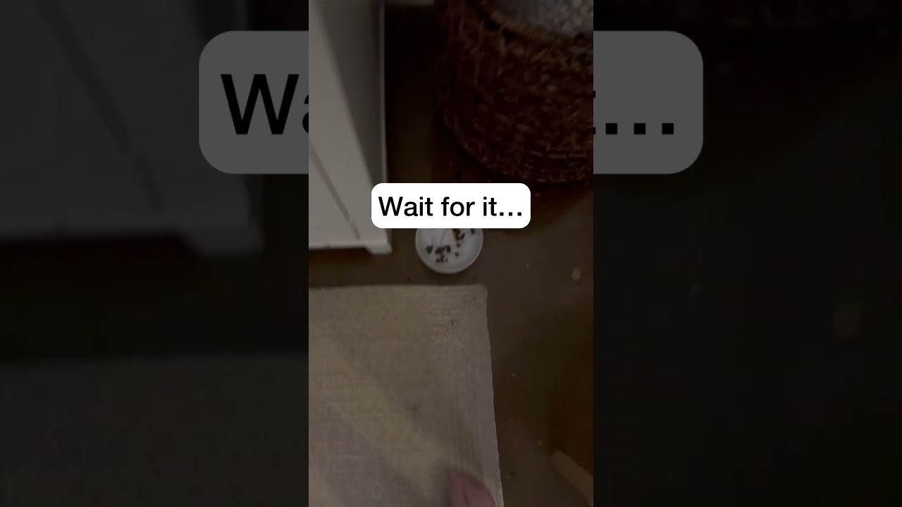 I just got outsmarted by my cat 🤦‍♀️🤣 #catmanjohn #fluentpet #theycantalk #hunger4words