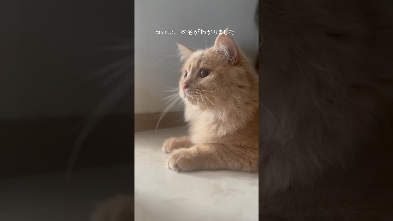 「馬みたいな名前」 #猫 #猫動画 #マンチカン #cutecat