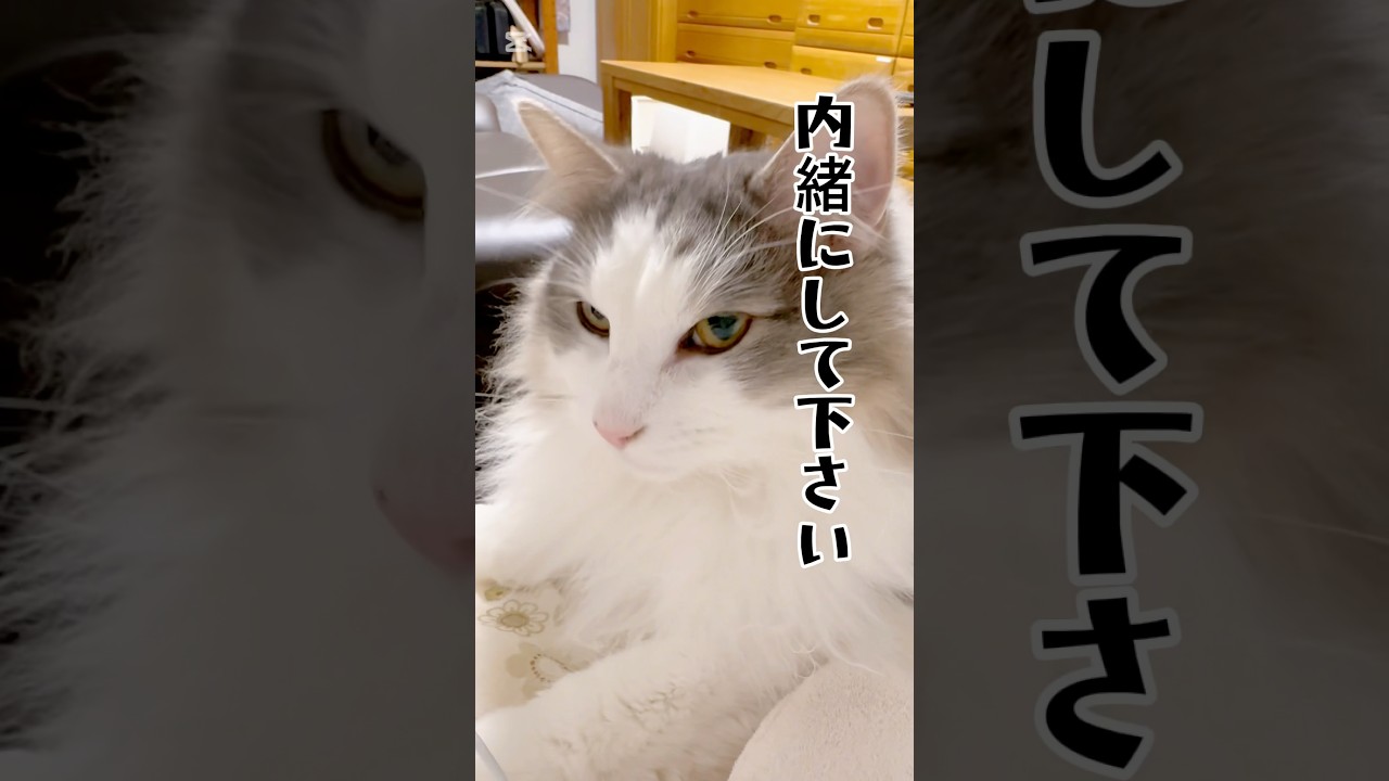 【飼い主に知られたくないこと】#猫 #猫のいる暮らし #ノルウェージャンフォレストキャット #shorts