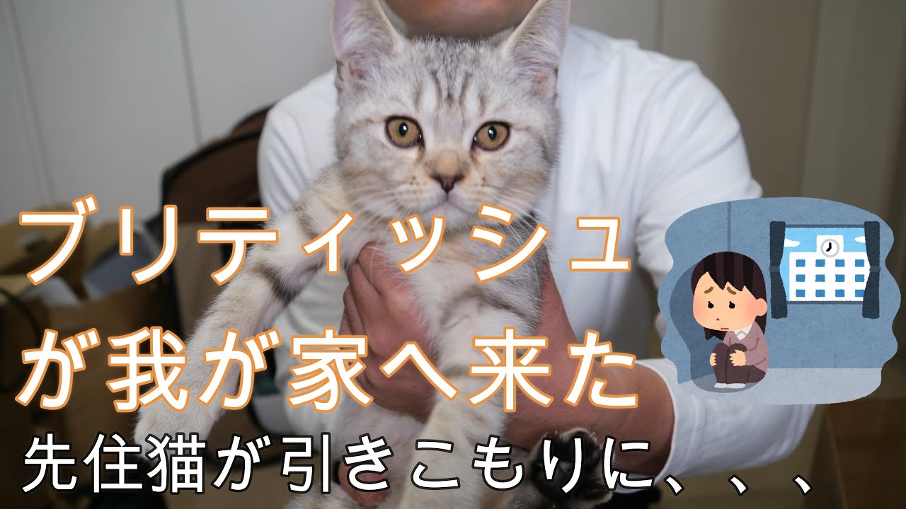 ブリティッシュのトライアル。先住猫のこてつが引きこもりに、、、