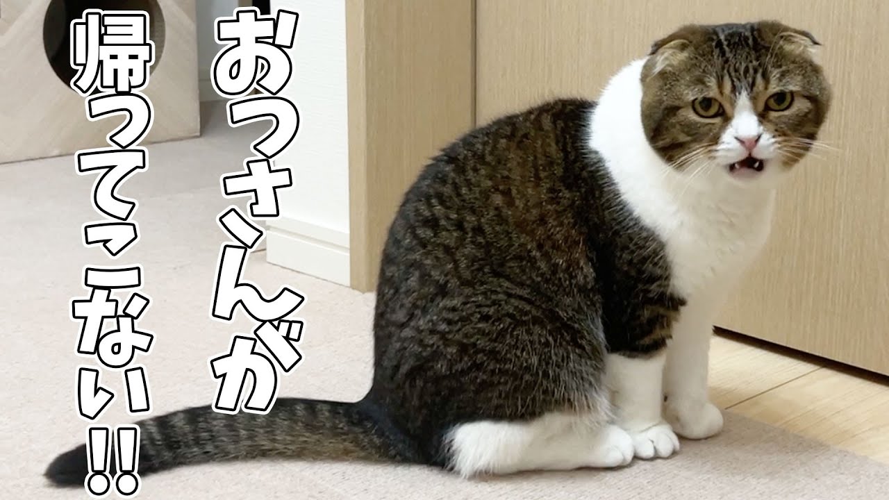おっさんが帰ってこないことに気づいた猫が文句を言い始めちゃいました…汗