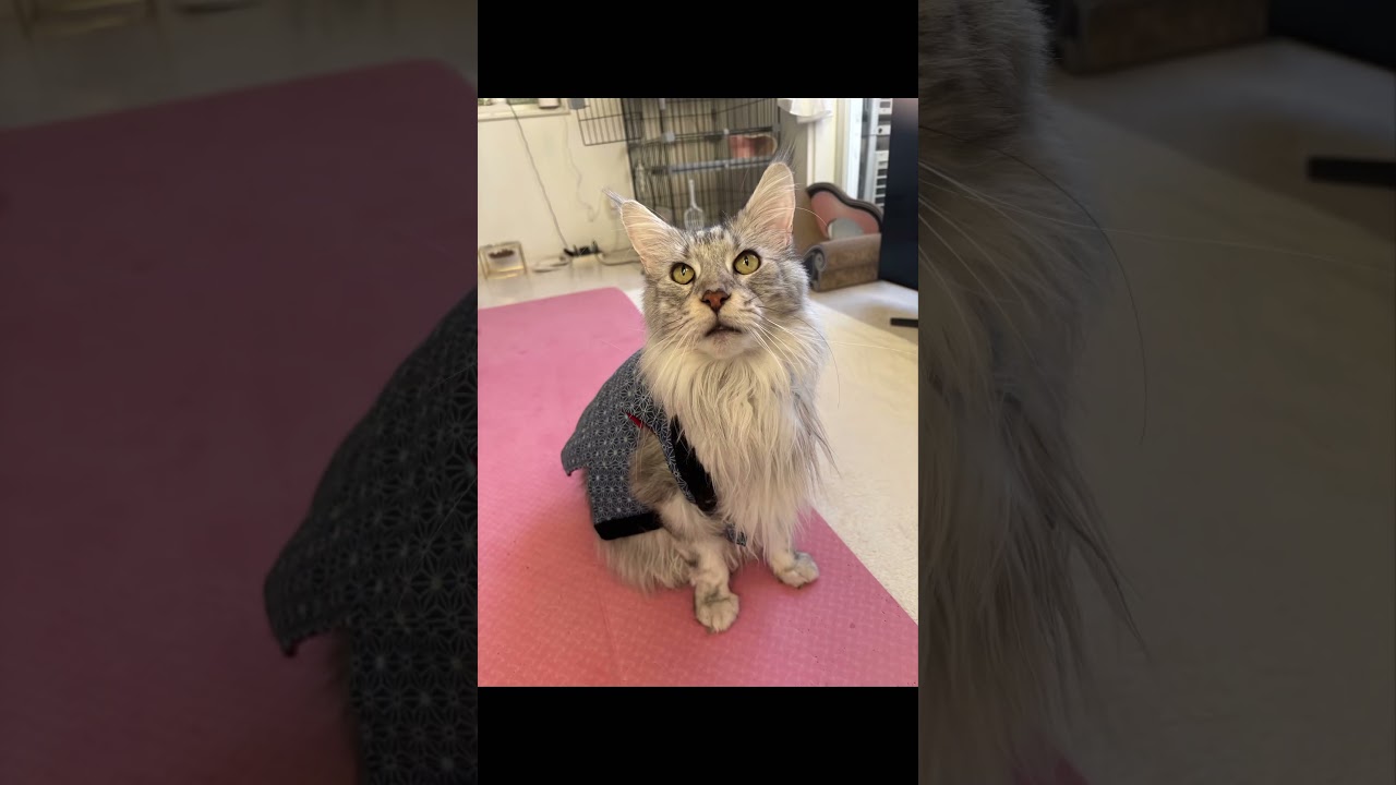 洋キャラ🐈‍⬛なメインクーン2代目だけど和も似合うんだぜぃ⭐️#メインクーン