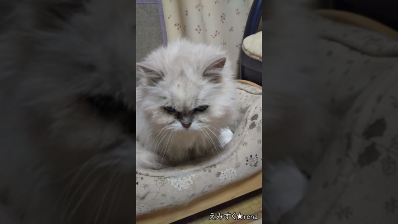 長寿猫★ペルシャチンチラシルバー21歳