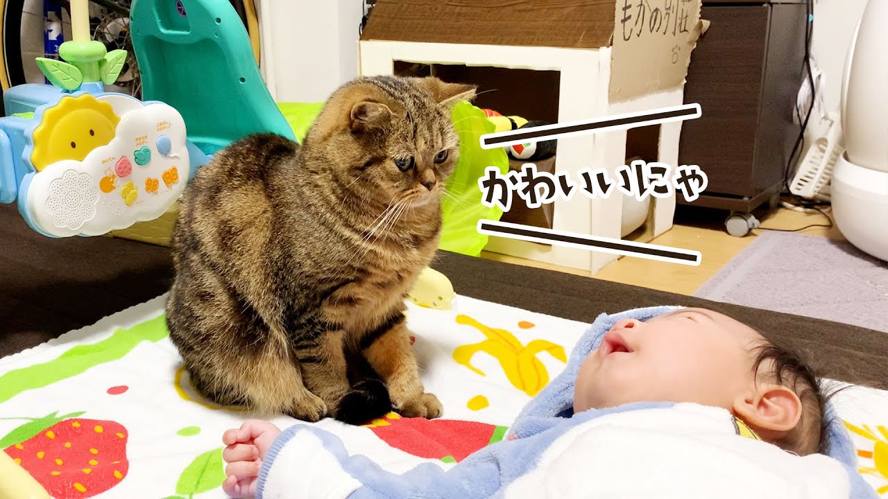 しっかりと赤ちゃんを見守る子守猫がこちら笑 #445【生後1年と151日目 スコティッシュフォールド】