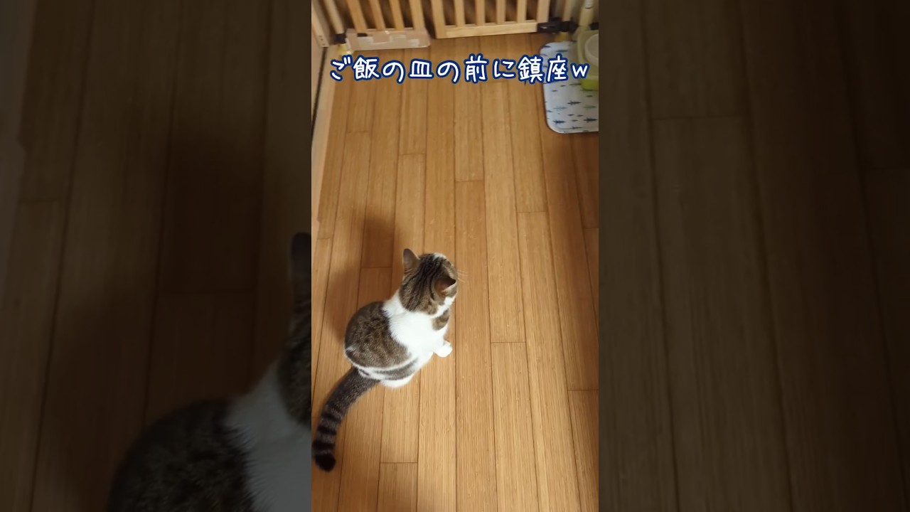 何待ち？　 #長足マンチカン 　#shorts
