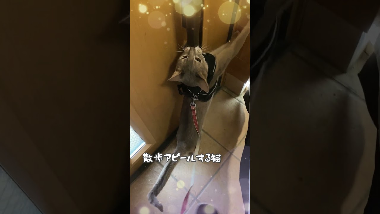 散歩アピールする猫 #shorts #アビシニアン #散歩猫