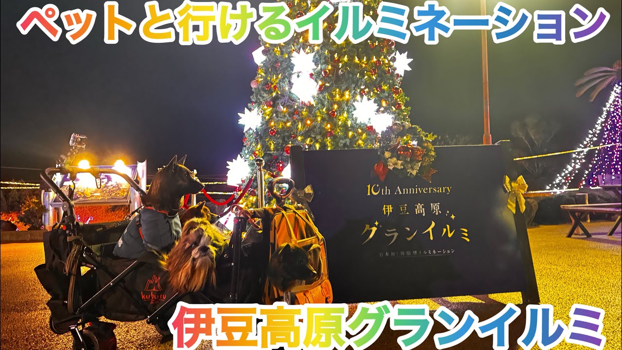 絶対行きたくなるペットと行けるイルミネーションスポット！伊豆高原グランイルミ#ペットとイルミネーション#ペットと行けるスポット