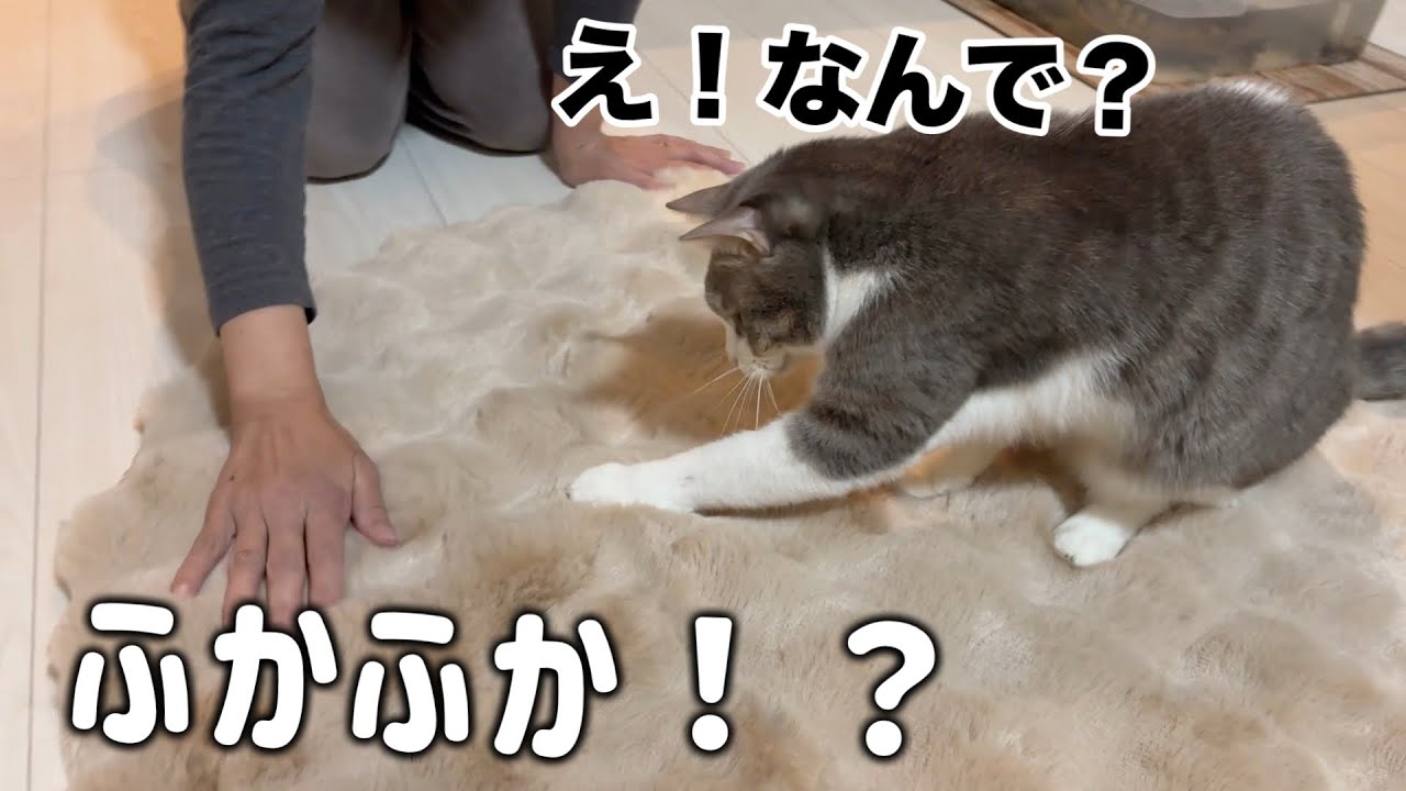 冬支度でマット買ってきたらふかふかすぎて驚く猫の反応が可愛い