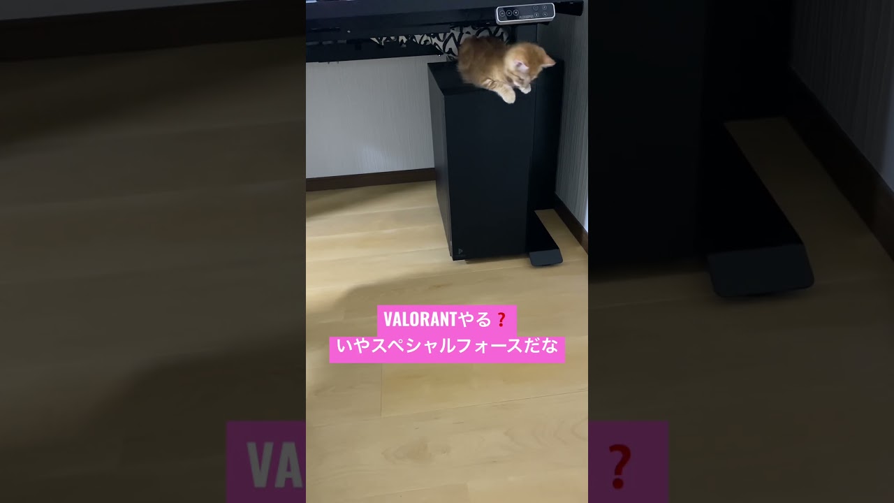 マンチカンめる男のPC