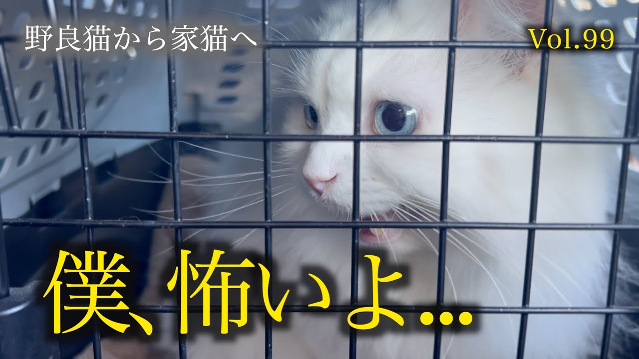 シロちゃん動物病院へ。行きと帰りで明らかに表情の違う愛猫をご覧ください