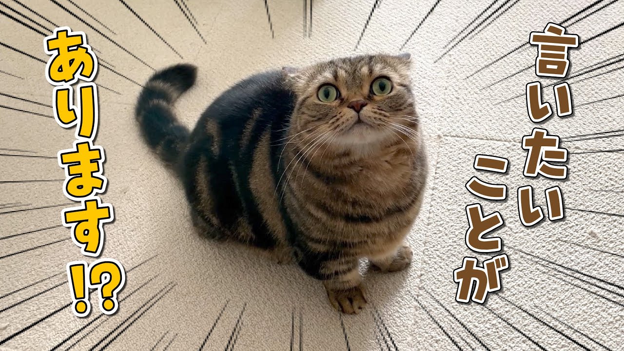 表情豊かに訴えかけてくる甘えん坊猫が可愛すぎる！