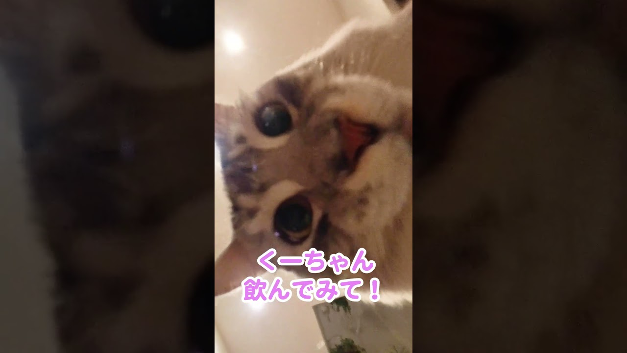 水を飲む大型猫のペロペロ動画#メインクーン#shorts