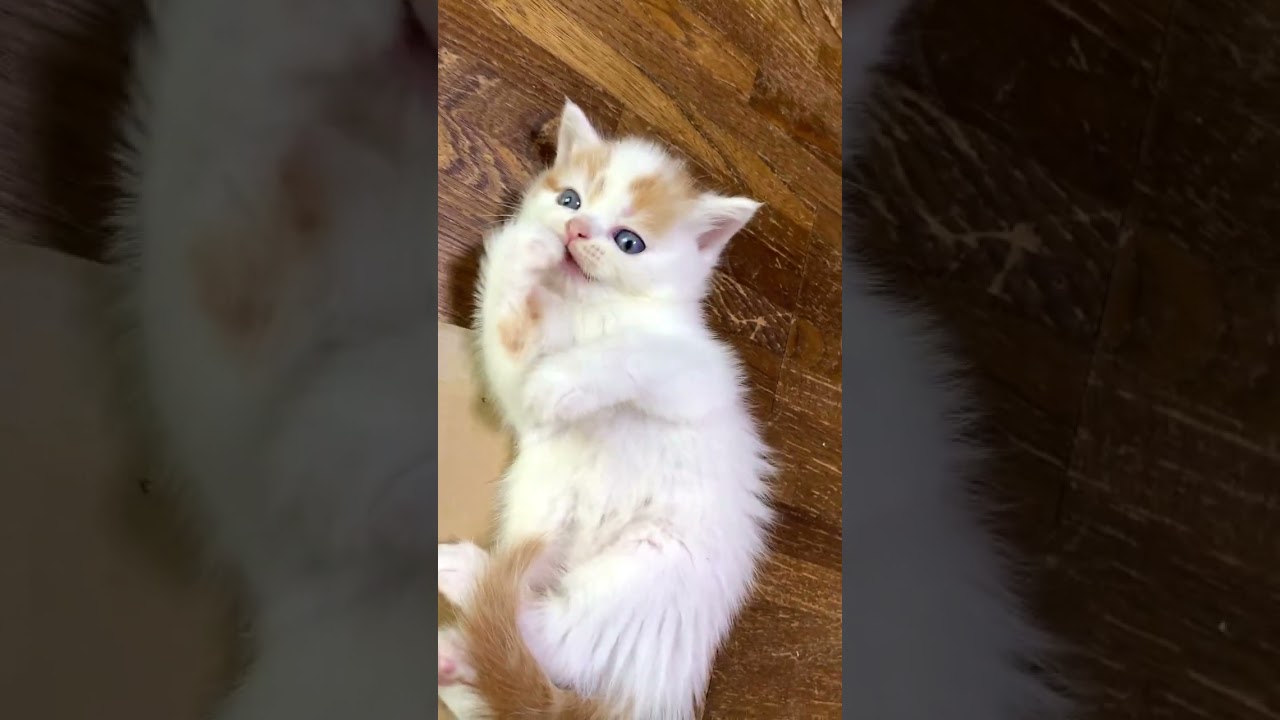 スコティッシュフォールド ❄️綿雪のようなふわふわの体と丸いお顔が魅力❄️