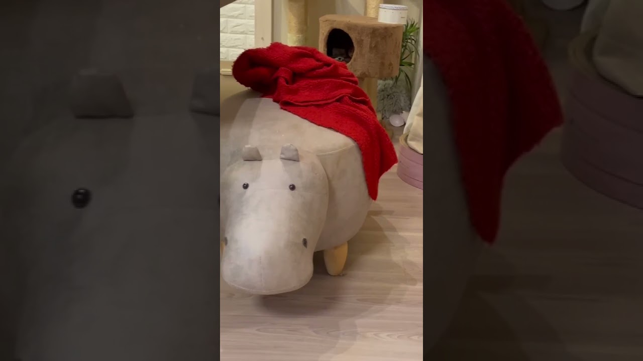 ニャン斗の拳2 #shorts #猫 #アビシニアン