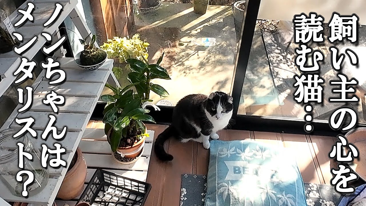 動物病院へ行く日、猫に心を読まれ気付かれた…