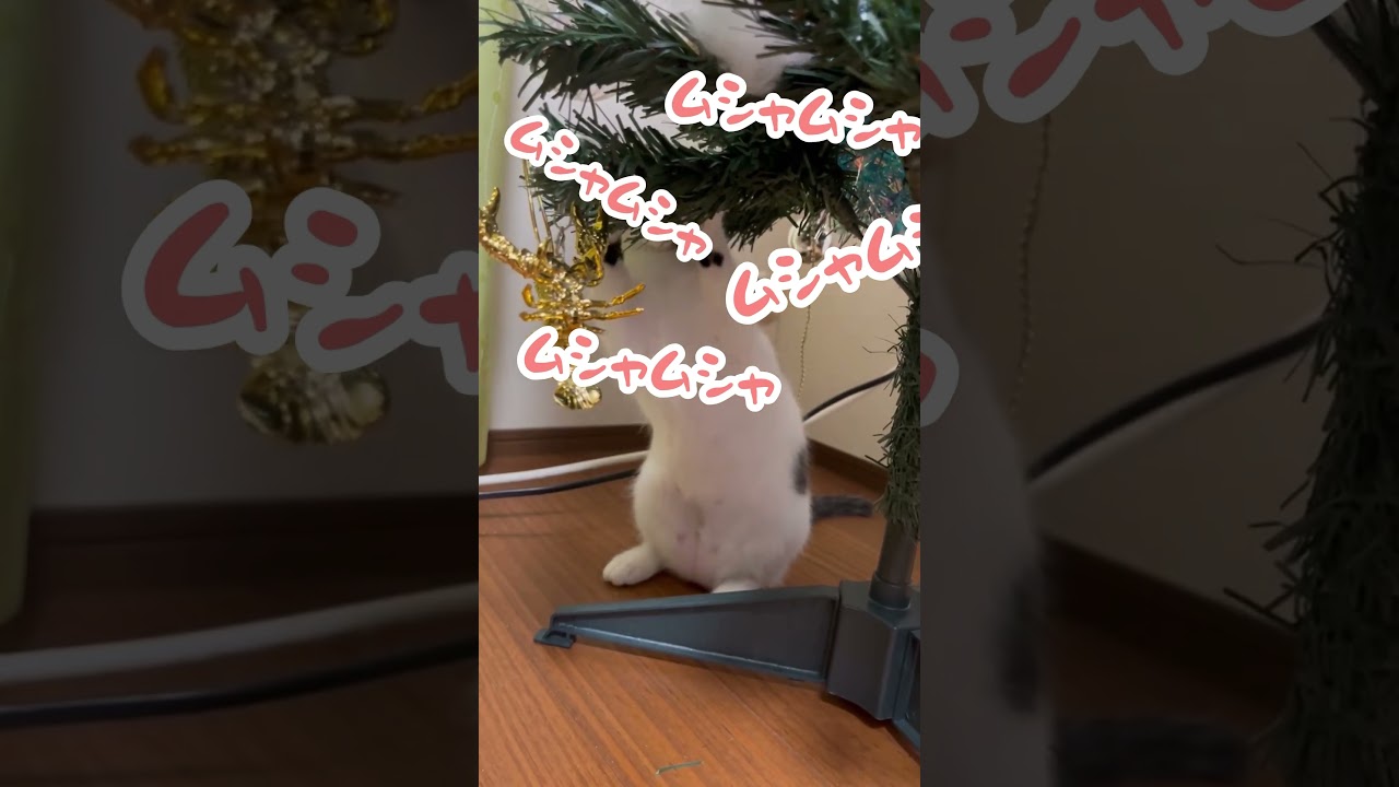 クリスマスツリーを破壊する猫ミルク。危険察知で逃亡。＃クリスマス＃保護猫＃ねこ＃金のザリガニ