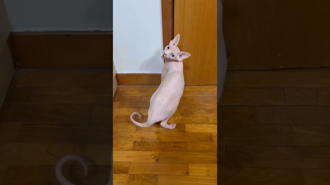 鳴き声が可愛すぎる毛のない猫【スフィンクス猫】