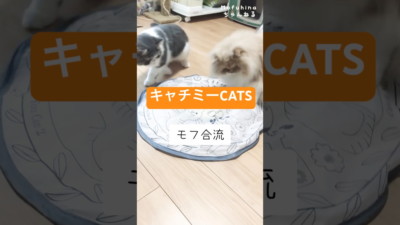 『猫動画』キャッチミー2でモフマロ遊ぶ時　#猫#cats