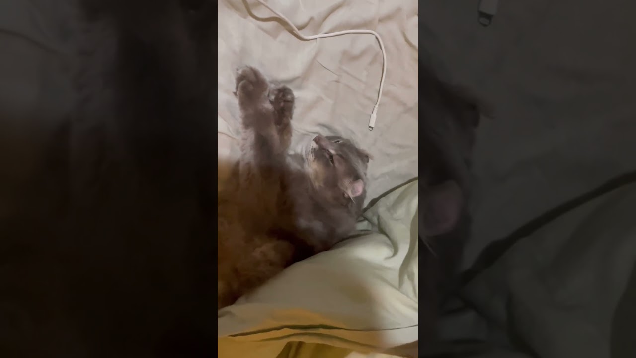 可愛い猫動画 #shorts 寝てたか