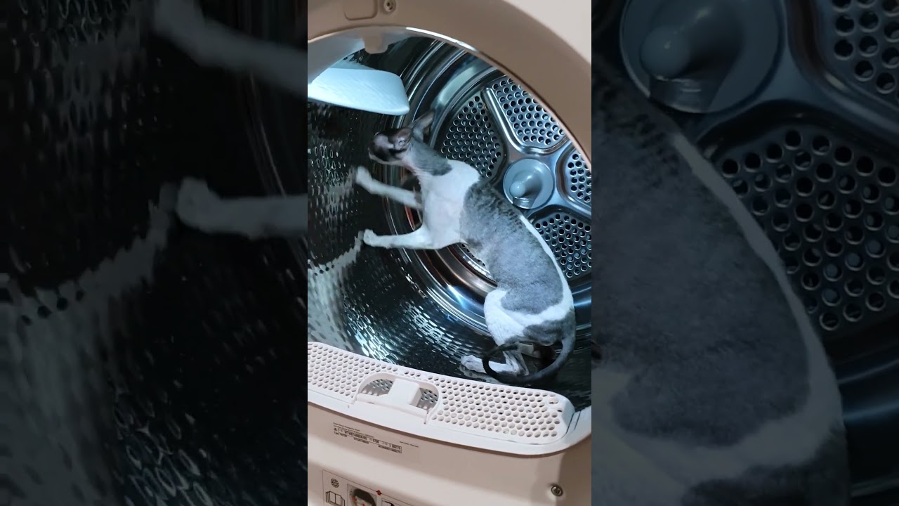 Kira's having a tough time getting the spaceship to work. 😹🚀