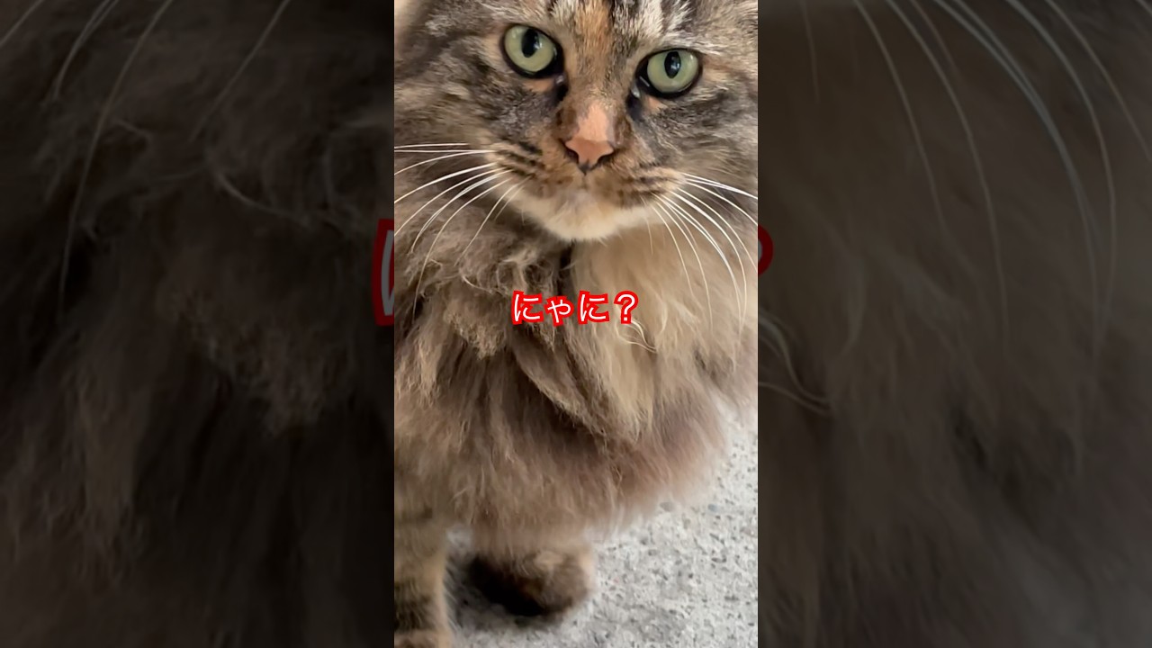 かわいいゴージャス😍#cat#japan#ねこ#日本猫#猫好きさんと繋がりたい #japan#癒し#癒しの音楽 #野良猫#おもしろ#short#shorts#shortsvideo#おすすめ#ごはん
