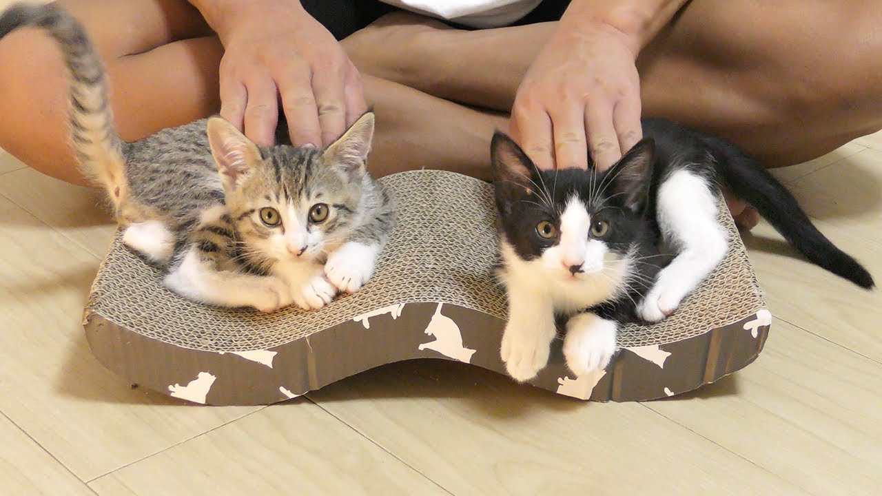 新しく家族になった子猫に爪研ぎを教えていたらこうなっちゃいました...笑