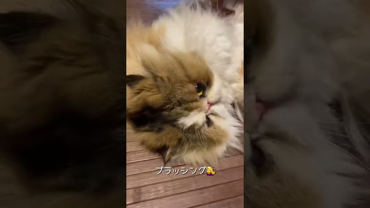 【ペルシャ猫】おくつろぎてぃんさん☺️ #shorts