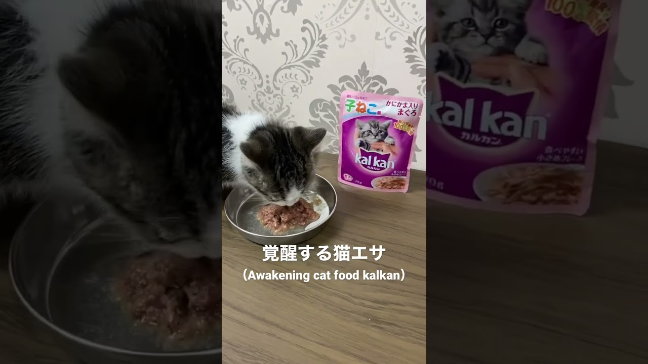 覚醒する猫エサAmazonで購入した カルカン#shorts #マンチカン #子猫