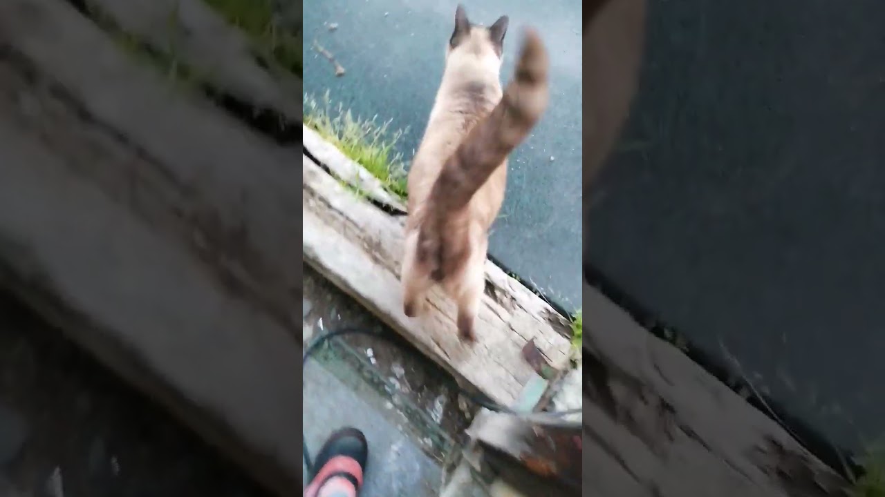 シャム猫#shorts #cat #猫のいる暮らし #シャムミックス