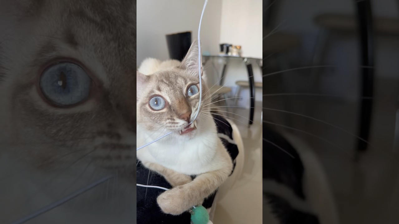 Моя верёвка #андрелла #cat #andrella #catlover #marcelandarchie #cute #pets #kitten #thailand