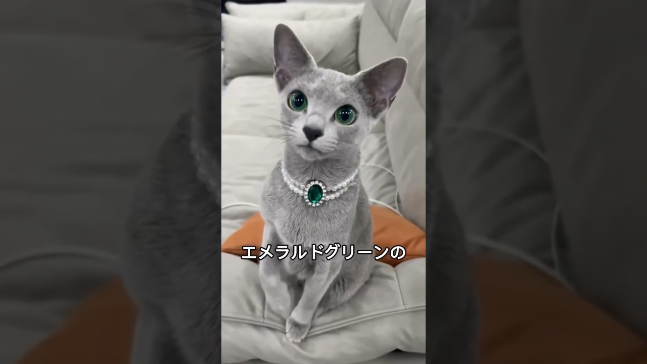 ロシアンブルーの魅力と可愛さを1分で解説！ #ロシアンブルー #russianblue #shorts