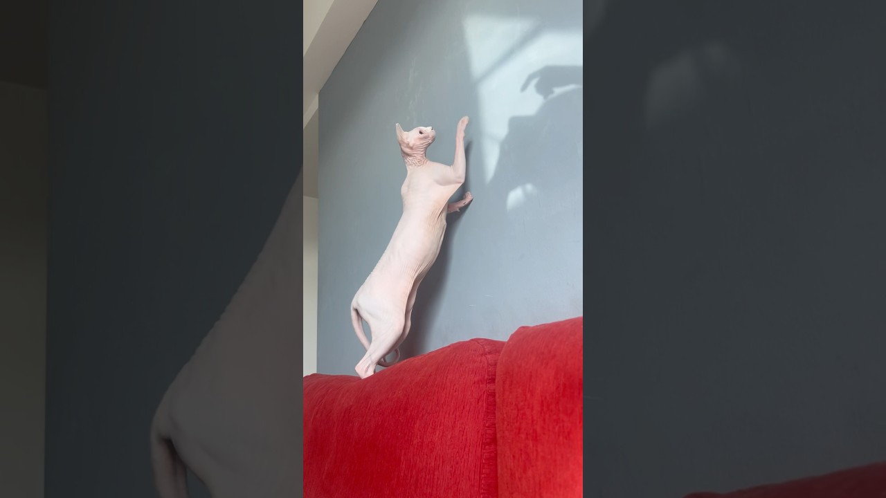 そこで伸びするんだw【スフィンクス猫】