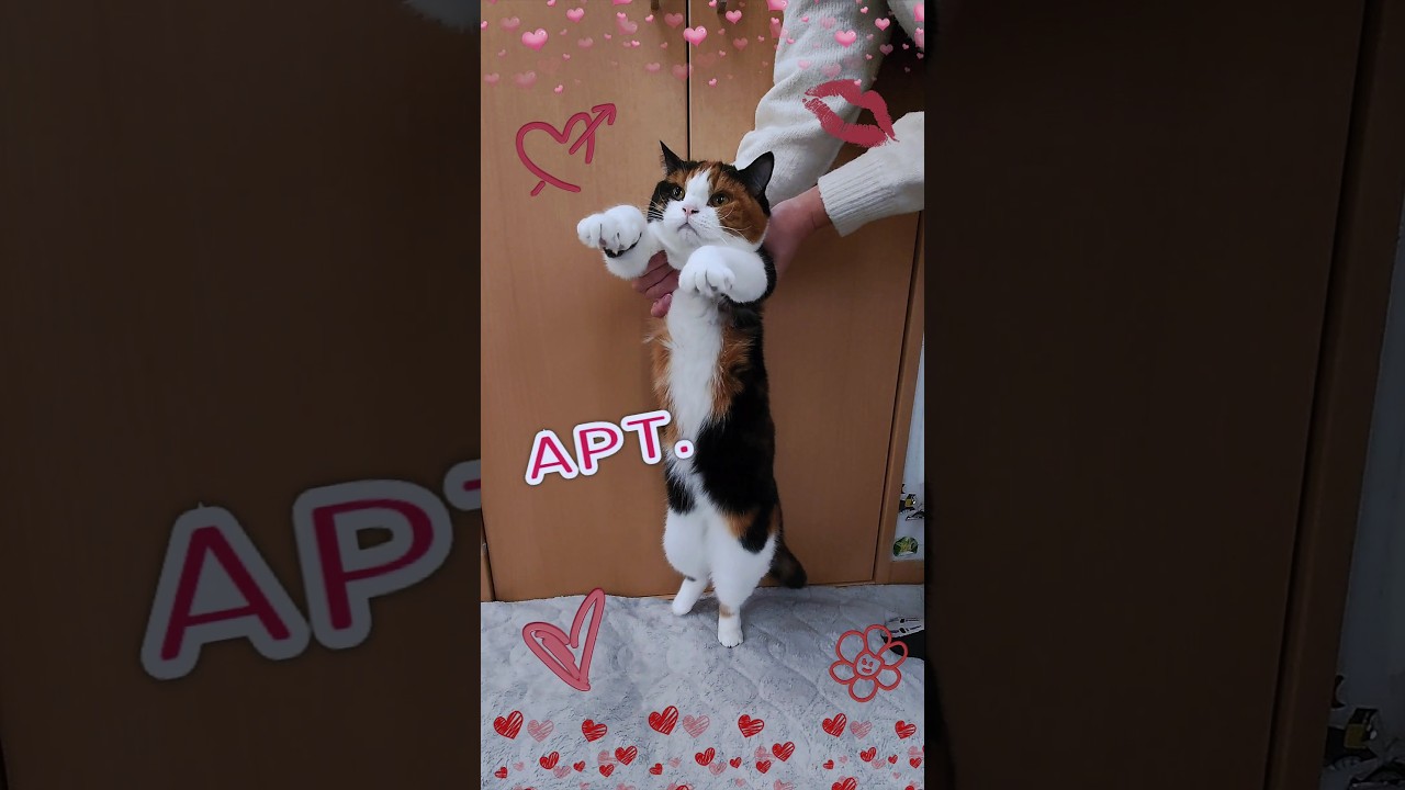 Apt. Dance🎶 Japanese Cat🐱🇯🇵 【 ROSÉ ＆ Bruno Mars 】 아파트 ［ 猫のプリンがAPTダンス踊ってみた ］