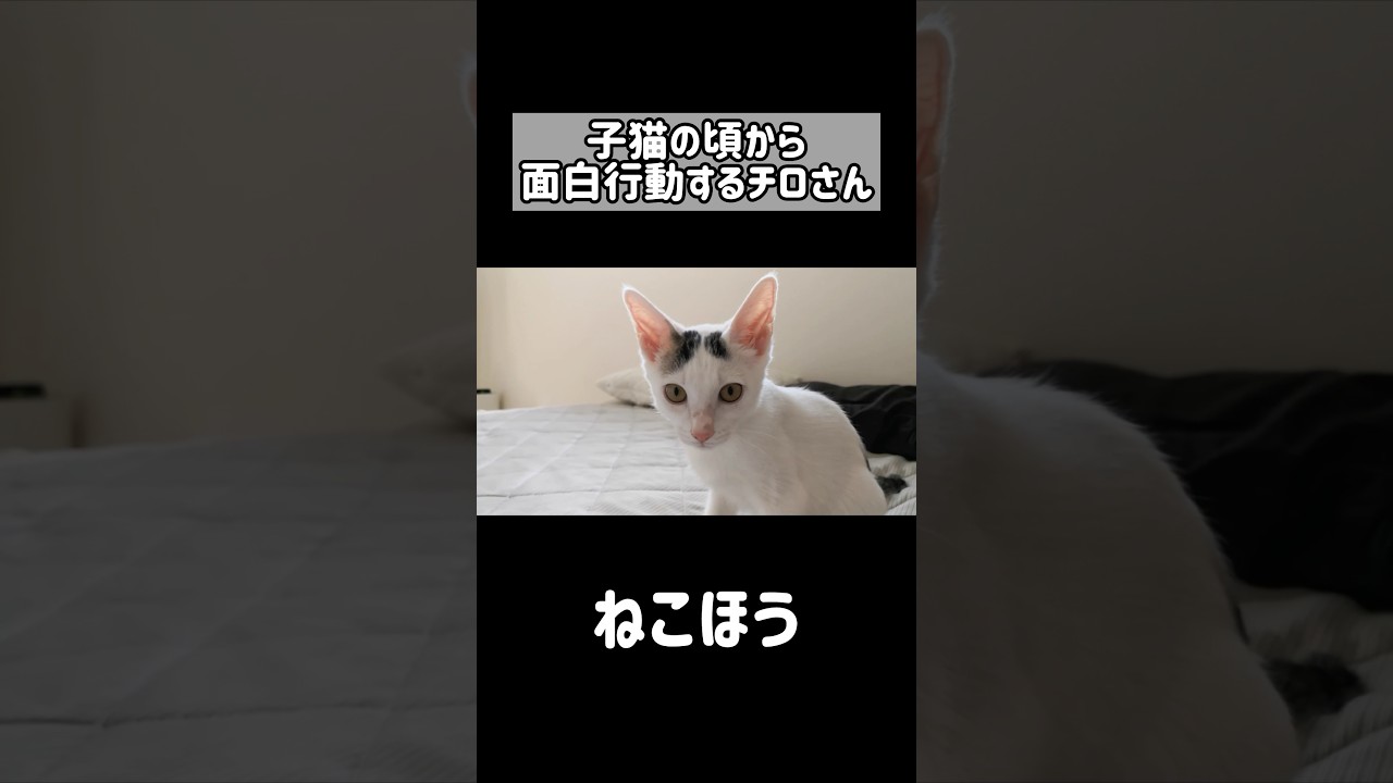 子猫の頃から謎な行動をするチロさん #shorts