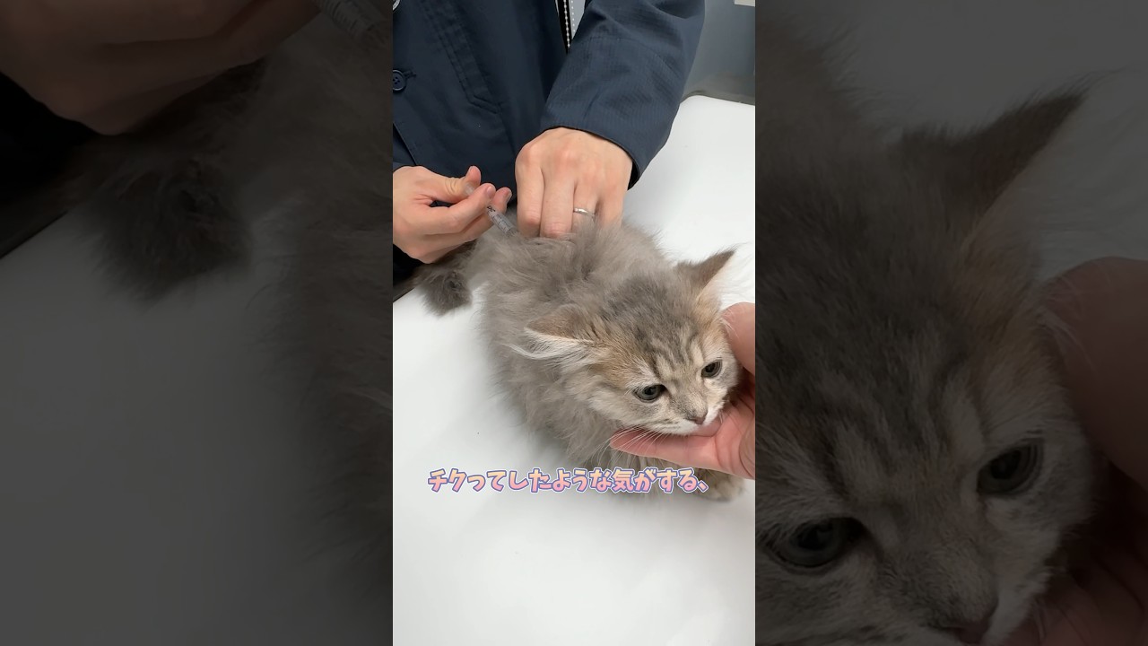 注射されるもあまり気づいていないマンチカン