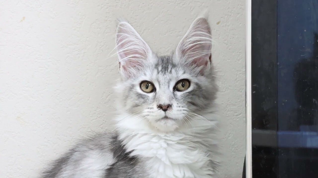 気高いメインクーンプリンセスマーゴちゃん