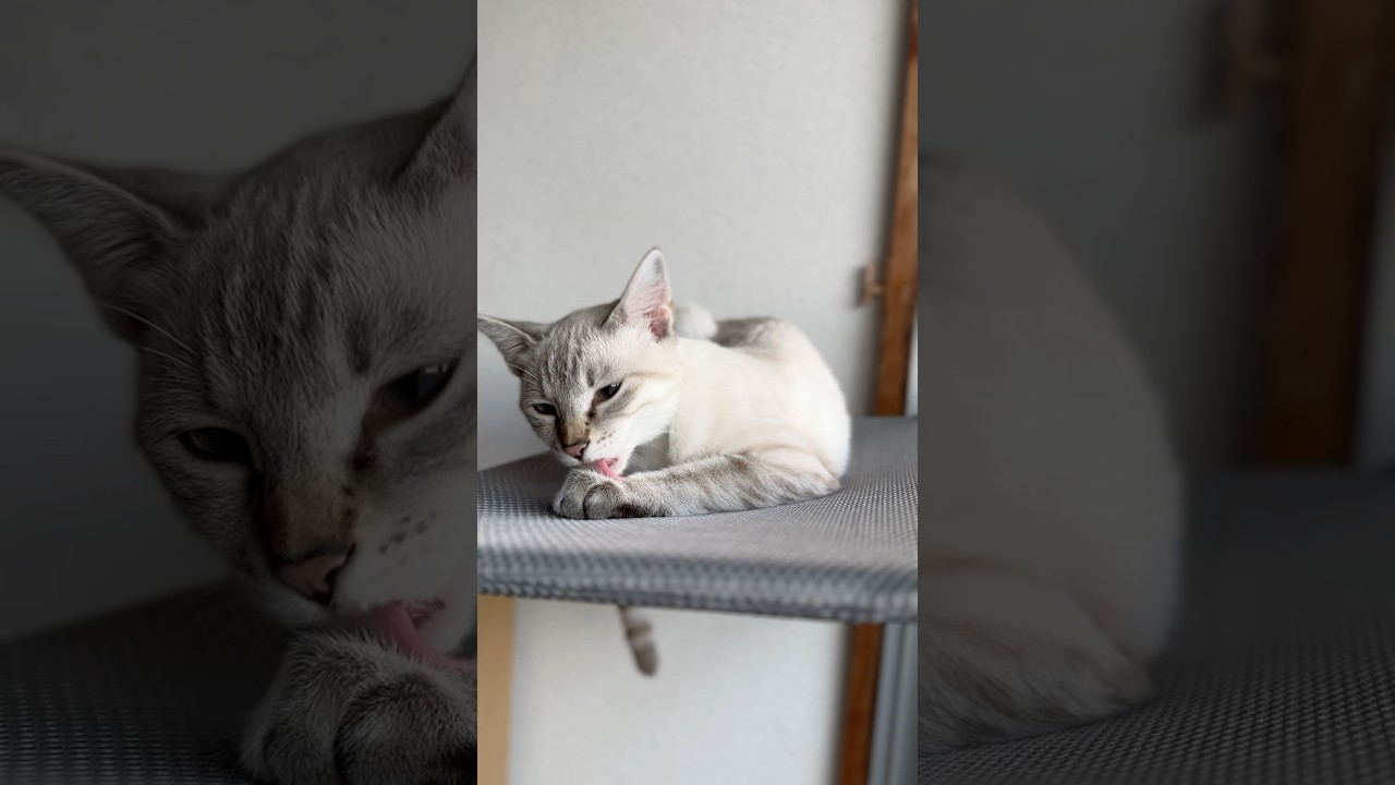 にゃるそっく後の一休み！　#元保護猫　#シャムトラ　#シャムミックス　#cat #猫耳 #kitten #シャムmix  #子猫 #猫耳