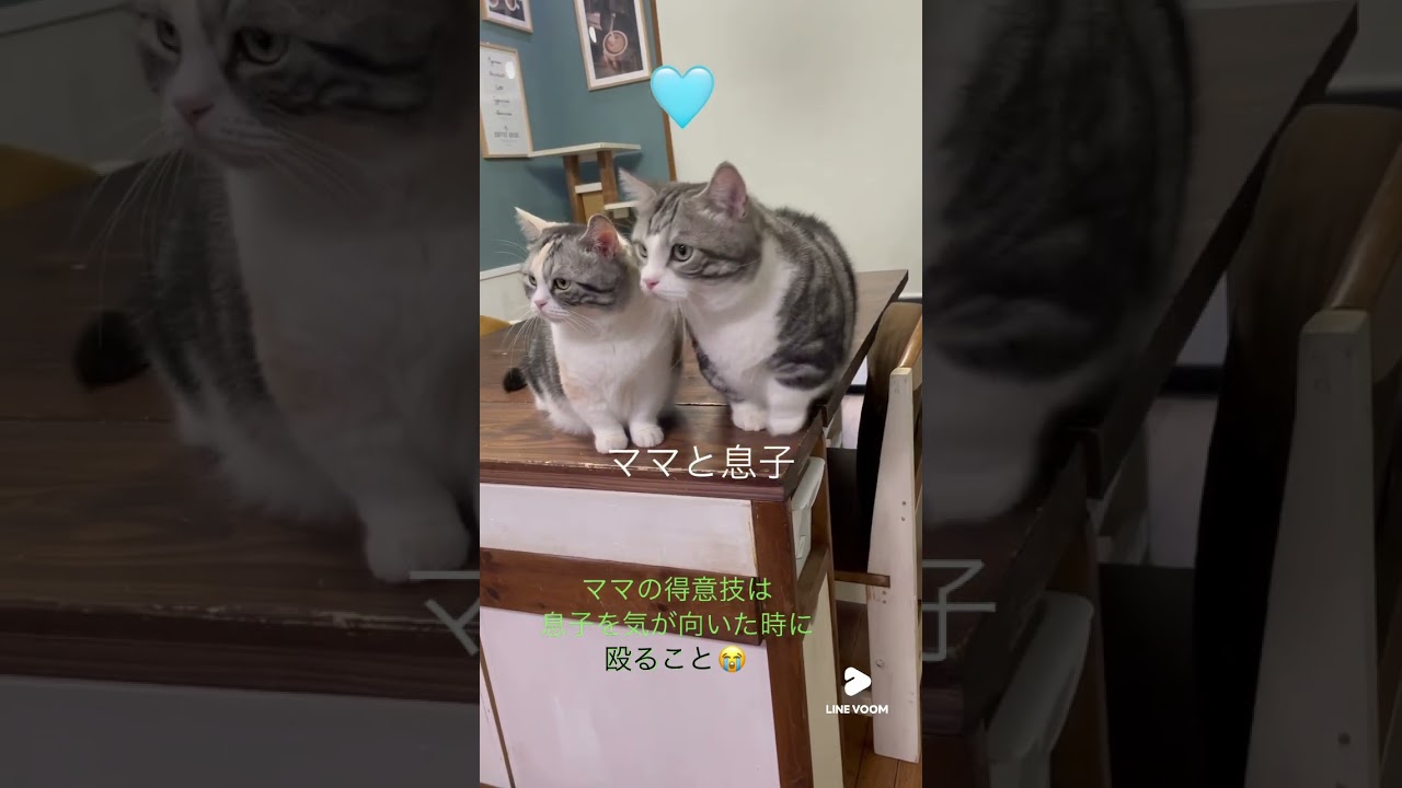 ママと息子 #cat #マンチカン #猫は人を幸せにする