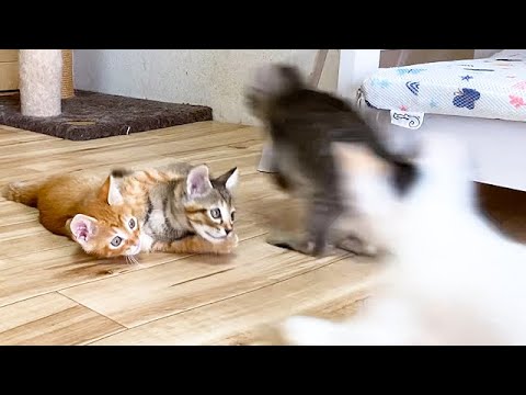 危険すぎる子猫たちの遊び