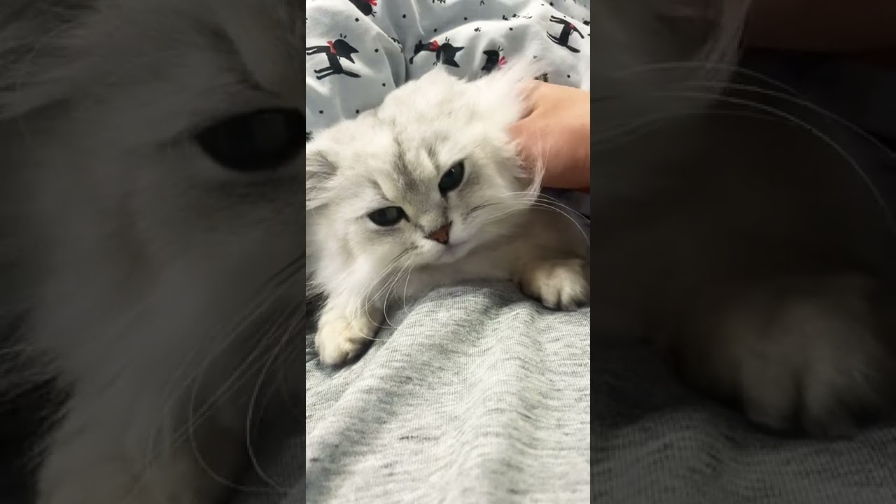 ペルシャ猫　チンチラシルバー　２歳