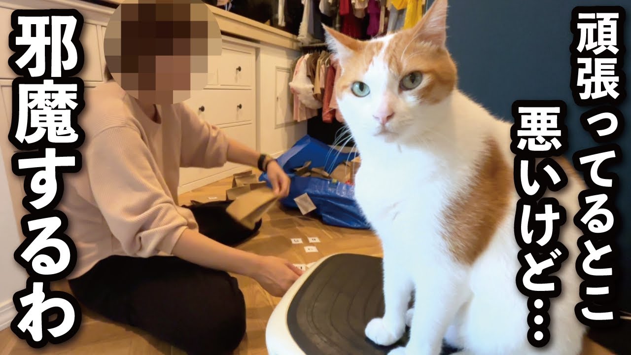 【甘えんぼ猫】『今大事な作業中やのに〜！』お構いなしに邪魔しにくる猫…クリスマスに向けて娘の為にママちょっと頑張るよー！