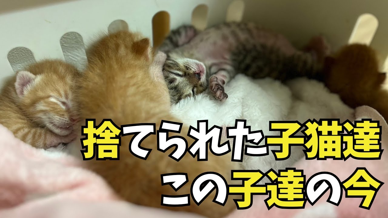 ⑨捨てられた子猫：人工保育のその後の様子はいかに