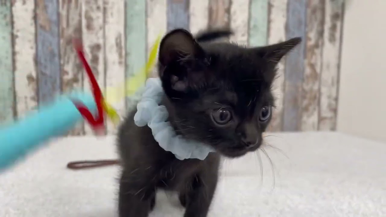 ボンベイ ✨元気いっぱいな女の子です♪✨