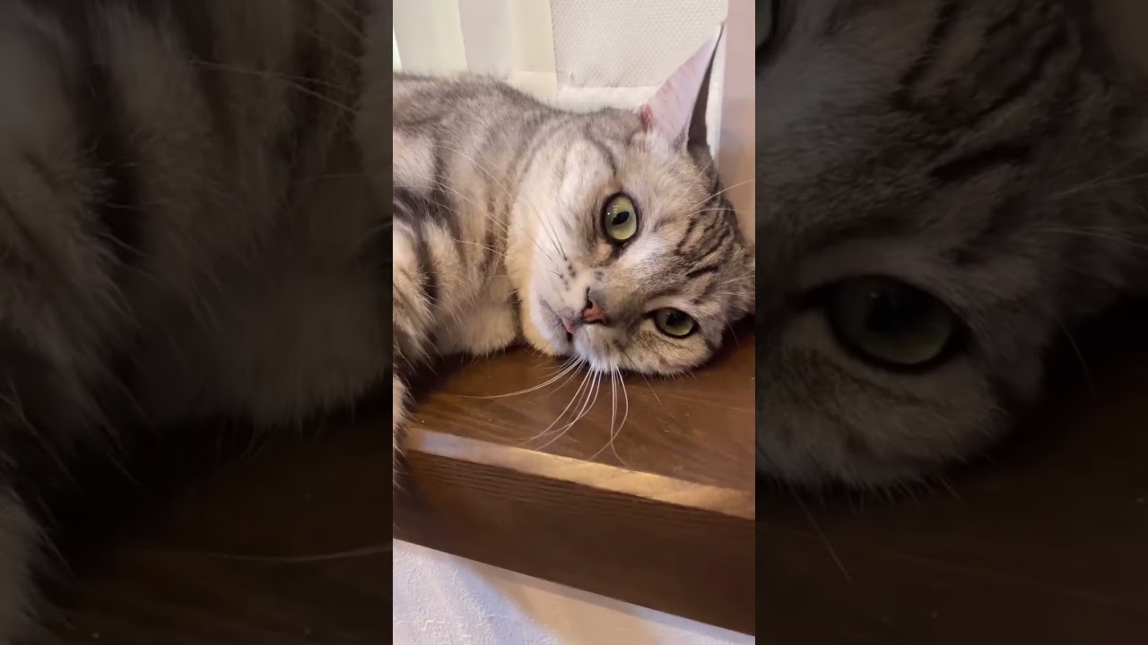 めっちゃ暇そうな猫ちゃん☺️#アメショ#アメリカンショートヘア#可愛い猫動画