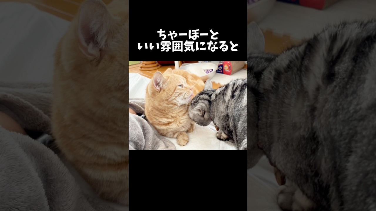 何故なんだろ... #猫 #アメリカンショートヘア #shorts